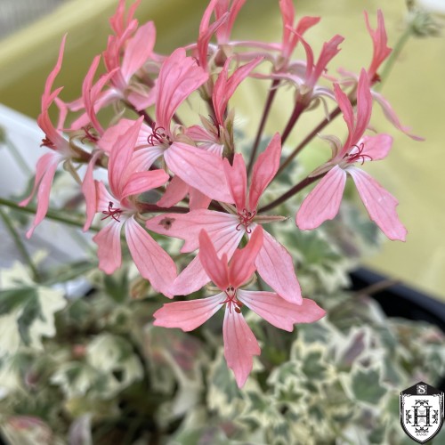 Pelargonium 'Silver Dawn' - Pelargoon 'Silver Dawn' P9/0,55L